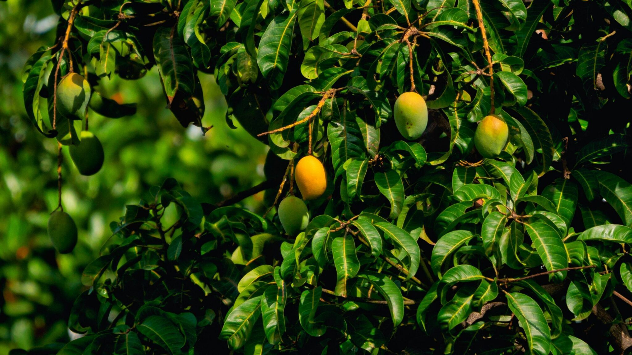 Bringing the Taste of the Tropics to European Freezers